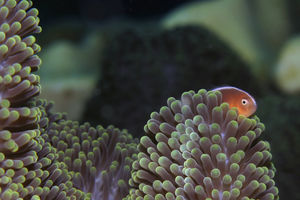 Amphiprion sandaracinos