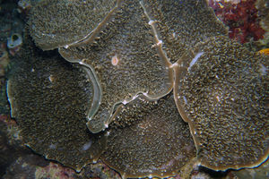 Amplexidiscus fenestrafer