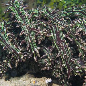 Actiniaria