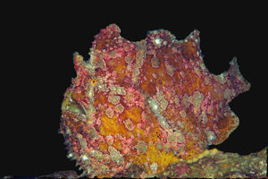 Antennarius commerson