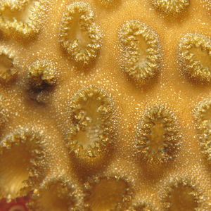 Anthozoa