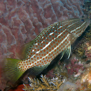 Anyperodon leucogrammicus