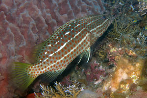 Anyperodon leucogrammicus