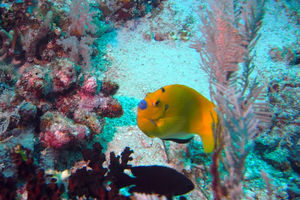 Apolemichthys trimaculatus