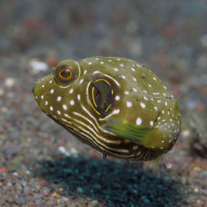Arothron hispidus