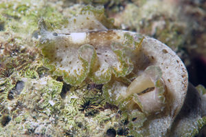 Pseudoceros fuscopunctatus