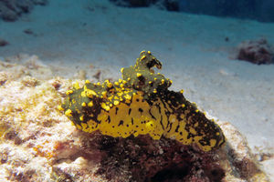 Notodoris gardineri