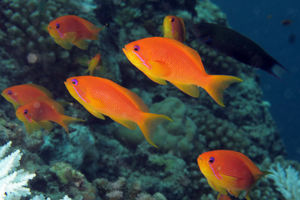 Pseudanthias squamipinnis