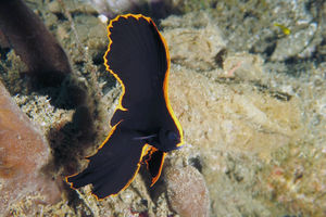 Platax pinnatus