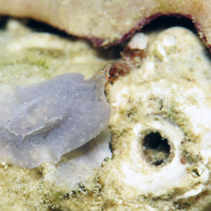 Sagaminopteron nigropunctatum