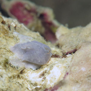 Sagaminopteron nigropunctatum