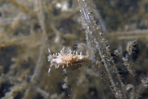 Bermudella pellucida