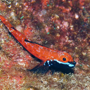Helcogramma fuscopinna