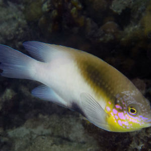 Dischistodus melanotus