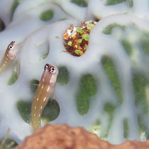 Ecsenius schroederi