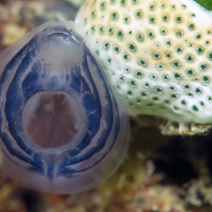 Rhopalaea circula