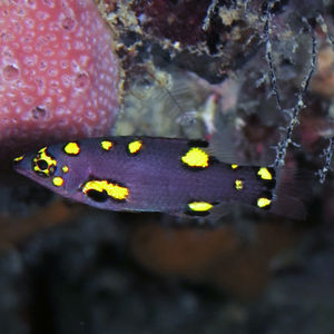 Bodianus mesothorax