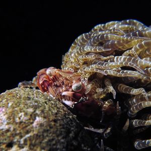 Boloceroides mcmurrichi