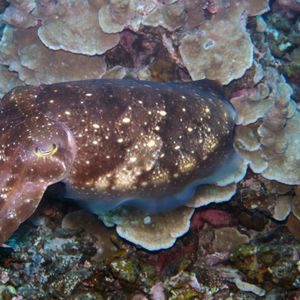 Sepia latimanus