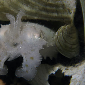 Sepia latimanus