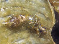 卵形长葡萄海蛞蝓