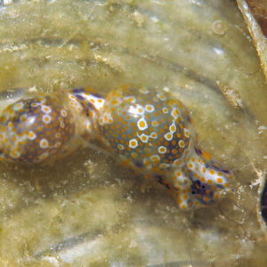 Lamprohaminoea ovalis