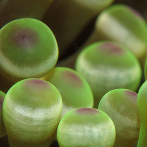 Entacmaea quadricolor