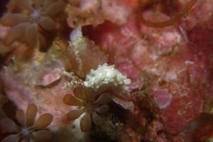 Bulbaeolidia alba