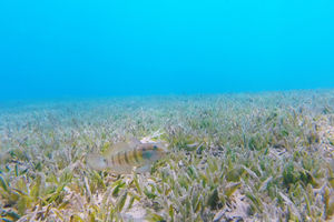 Amblygobius albimaculatus