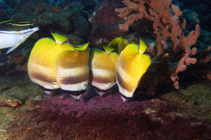 Chaetodon kleinii