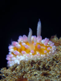 装饰多彩海蛞蝓