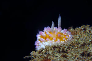 Cadlinella ornatissima