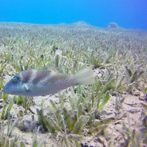 Canthigaster cyanospilota