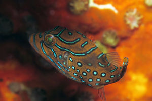 Canthigaster papua