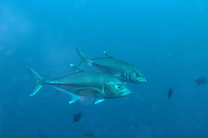Caranx sexfasciatus