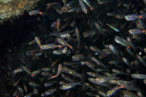 Ostorhinchus parvulus