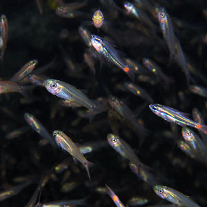 Ostorhinchus neotes