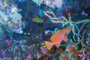 Cephalopholis polleni