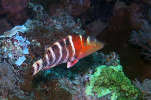 Cheilinus fasciatus