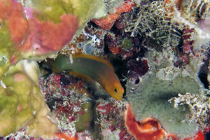 Chlidichthys inornatus