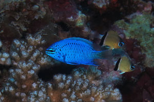 Chrysiptera springeri