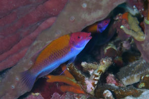 Cirrhilabrus aurantidorsalis