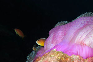 Amphiprion akallopisos