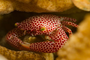 Trapezia rufopunctata