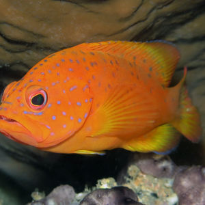 Cephalopholis miniata