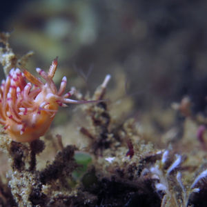 Coryphellina