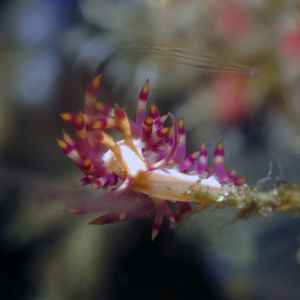 Coryphellina