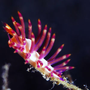 Coryphellina