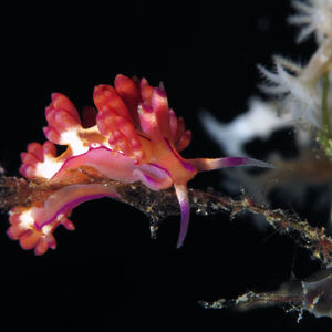 Coryphellina flamma