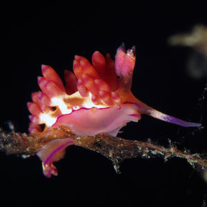 Coryphellina flamma